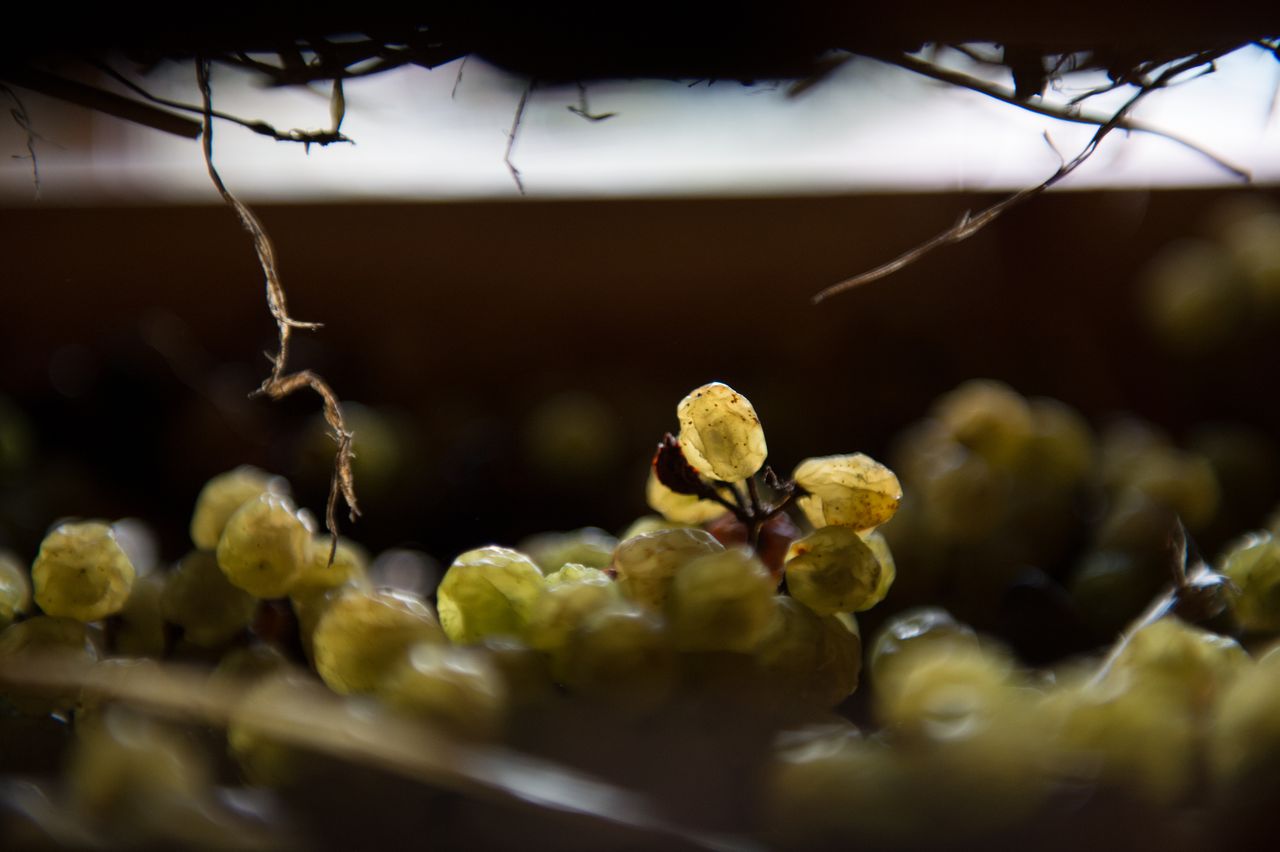 Vignoble Technique Vin de paille VDP-0045